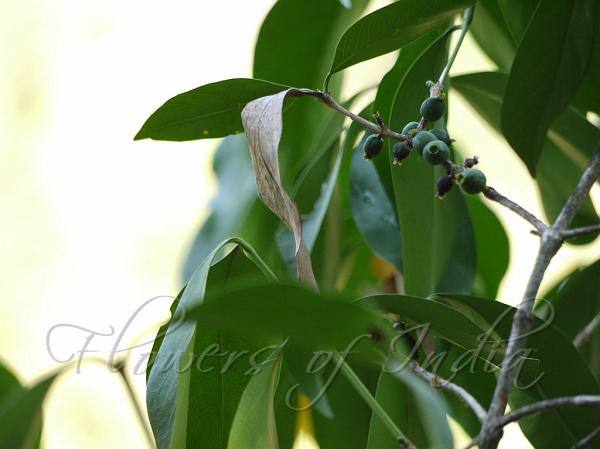 Pear-Fruited Discospermum